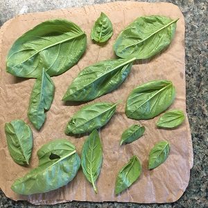 Basil ready for drying
