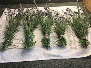 Lavender tied into bundles